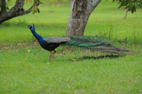 earth-day-2016-018
