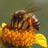 Bienen