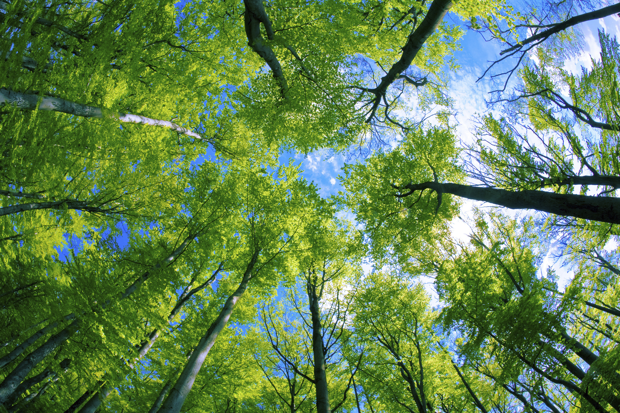 Forests - The World Foundation for Natural Science