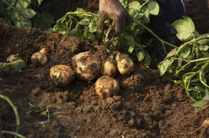 Un suolo sano produce frutti sani.