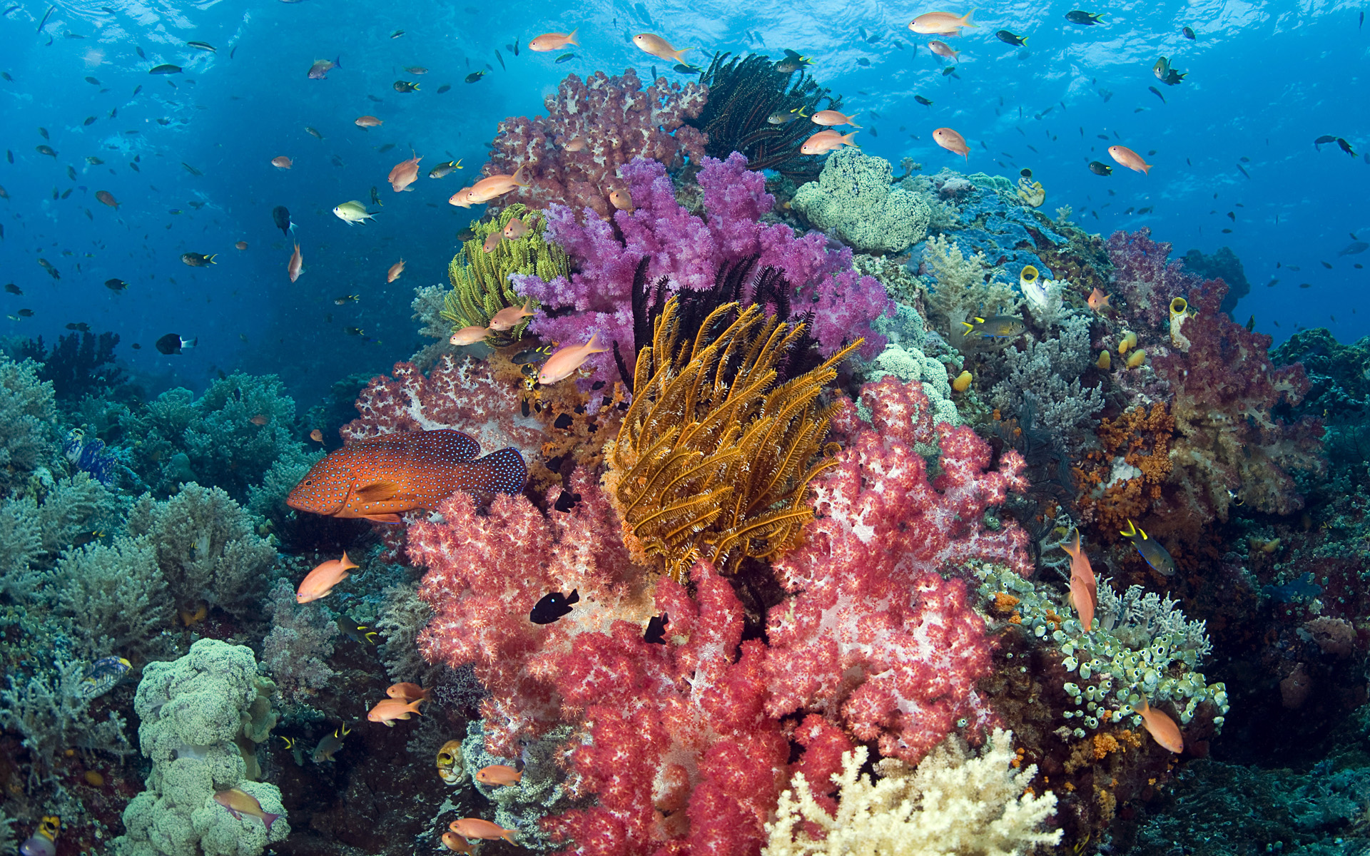 Marine reserves - The World Foundation for Natural Science