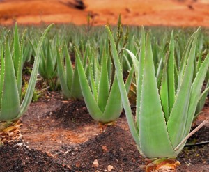 Glykonährstoffe werden hauptsächlich aus der Aloe Vera-Pflanze gewonnen