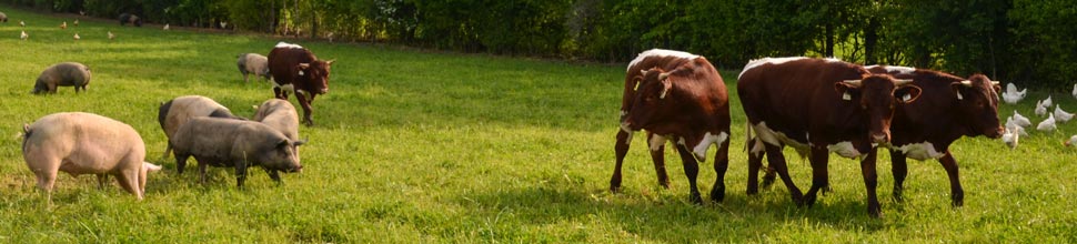 header-farm-animals