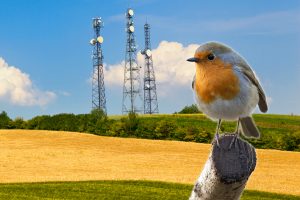 Animals and plants under radiation stress - The World Foundation for Natural Science Animals and plants under radiation stress - The World Foundation for Natural Science