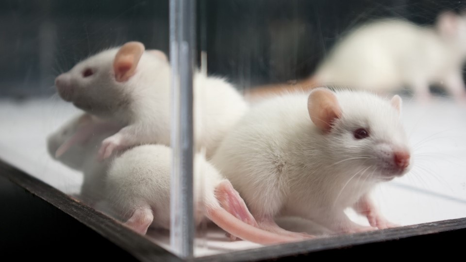 Animals and plants under radiation stress The World Foundation for